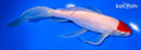 8" HOODED KOHAKU BUTTERFLY