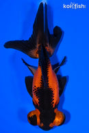 5" TELESCOPE FANTAIL GOLDFISH
