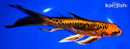 8" ARAGOKE ORENJI MATSUBA BUTTERFLY