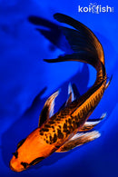 8" ARAGOKE ORENJI MATSUBA BUTTERFLY