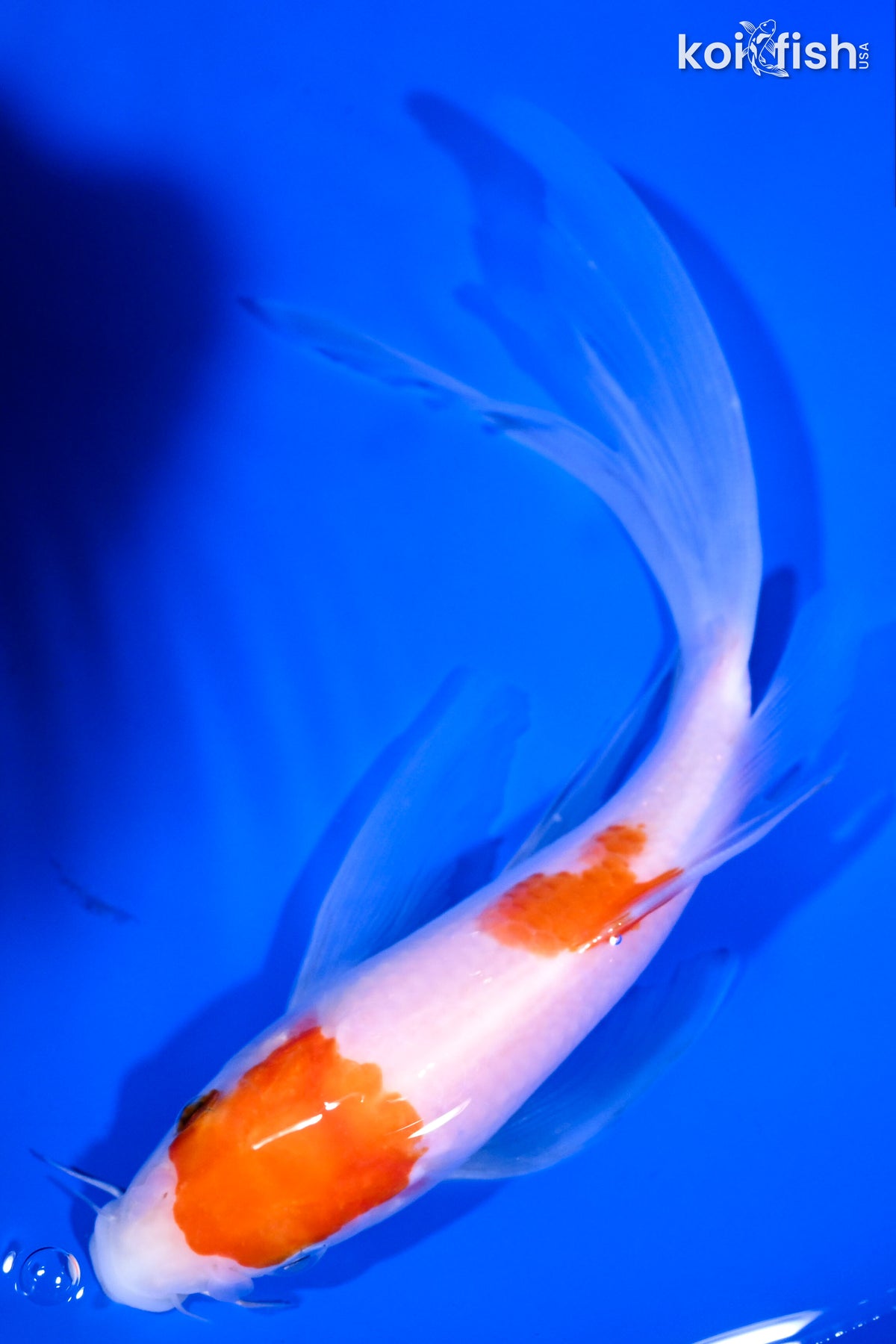 kohaku 7.5