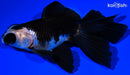 4.5" TELESCOPE FANTAIL GOLDFISH