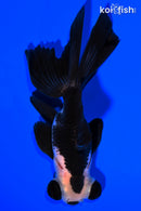 4.5" TELESCOPE FANTAIL GOLDFISH