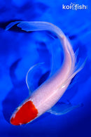 8" HOODED KOHAKU BUTTERFLY