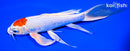 8.25" TANCHO HARIWAKE BUTTERFLY