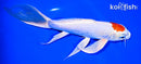 8.25" TANCHO HARIWAKE BUTTERFLY