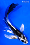 6.5" GIN MATSUBA BUTTERFLY