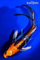 8" BENI KIKOKURYU BUTTERFLY