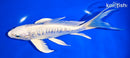 8" ARAGOKE GINRIN PLATINUM OGON BUTTERFLY
