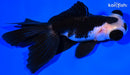 4.5" TELESCOPE FANTAIL GOLDFISH