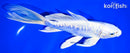 8" ARAGOKE GINRIN PLATINUM OGON BUTTERFLY