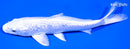 6.5" GINRIN PLATINUM OGON