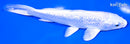 6.5" GINRIN PLATINUM OGON