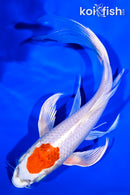 8.25" TANCHO HARIWAKE BUTTERFLY