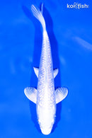 6.5" GINRIN PLATINUM OGON