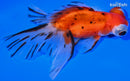 5.75" CALICO TELESCOPE FANTAIL GOLDFISH