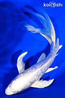 8" ARAGOKE GINRIN PLATINUM OGON BUTTERFLY
