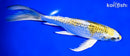 8" GINRIN KUJAKU BUTTERFLY