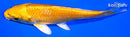 5.5" YAMABUKI OGON