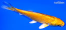 5.5" YAMABUKI OGON