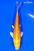 5.5" YAMABUKI OGON