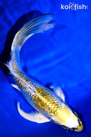 8" GINRIN KUJAKU BUTTERFLY