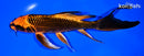 8" ORENJI MATSUBA BUTTERFLY