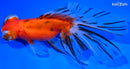 5.75" CALICO TELESCOPE FANTAIL GOLDFISH