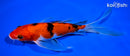8.5" SANKE BUTTERFLY