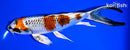 7.75" KUJAKU BUTTERFLY