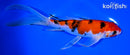 8.5" SANKE BUTTERFLY