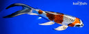 7.75" KUJAKU BUTTERFLY