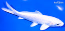5.75" PLATINUM OGON