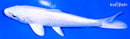 5.75" PLATINUM OGON