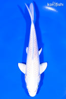 5.75" PLATINUM OGON