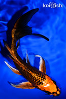8" ORENJI MATSUBA BUTTERFLY