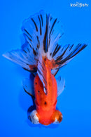 5.75" CALICO TELESCOPE FANTAIL GOLDFISH