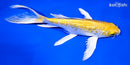 7.5" GINRIN LEMON HARWAKE BUTTERFLY
