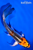 4.75" KUJAKU BUTTERFLY