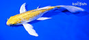 7.5" GINRIN LEMON HARWAKE BUTTERFLY