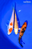 PACK OF (3) 5-6" STANDARD KOI