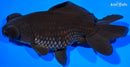 5.25" TELESCOPE FANTAIL GOLDFISH