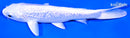 5.75" GINRIN PLATINUM OGON