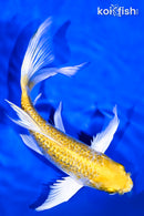 7.5" GINRIN LEMON HARWAKE BUTTERFLY