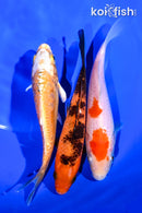 PACK OF (3) 5-6" STANDARD KOI