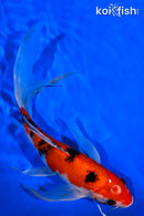 8.5" SANKE BUTTERFLY