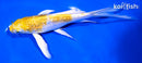 7.5" GINRIN LEMON HARIWAKE BUTTERFLY