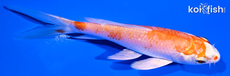 4.25" HARIWAKE BUTTERFLY
