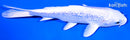 5.75" GINRIN PLATINUM OGON