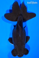 5.25" TELESCOPE FANTAIL GOLDFISH